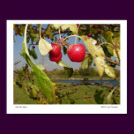 Little Red Apples