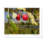 Little Red Apples