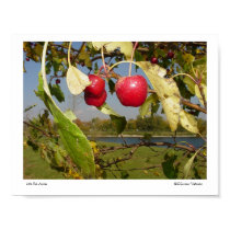 Little Red Apples posters by wislander Little Red Apples posters