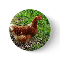 Little Red Chicken  - Free Range Egg Layer Buttons