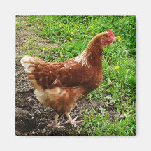 Little Red Chicken  - Free Range Egg Layer Fridge Magnets