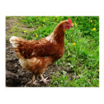 Little Red Chicken  - Free Range Egg Layer postcards