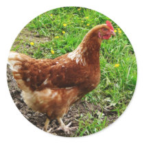 Little Red Chicken  - Free Range Egg Layer Sticker