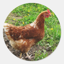 Little Red Chicken  - Free Range Egg Layer Sticker