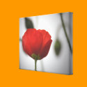 Little Red Poppy Gift Canvas canvas prints