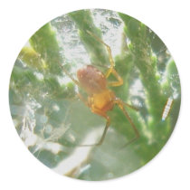Little Red Spider on Juniper Stickers