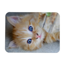 Little red tabby vinyl magnets