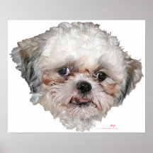 Little Rescued Shih Tzu Head Study Poster