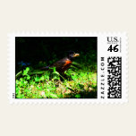 Little Robin Postage