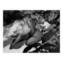 Little Rose posters by Poker_Face Little Rose posters