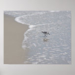 Little Sand Piper Posters