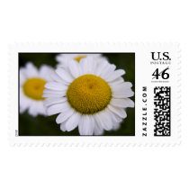 little screamers postage