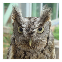Little Screech Owl / Bujo pequeño Announcements