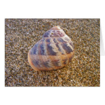 Little Shell cards by deegolden Little Shell cards