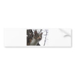 Little Sister the lookout bumper stickers