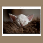 Little Sleepy - LaPerm Kitten postcards
