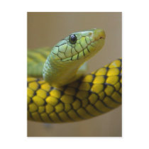 Little Snaked Postcard
