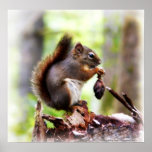 Little squirrely-mon posing posters