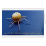 Little Things Card - Orange Orb Weaver Spider