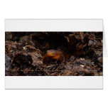 Little Things Card - Salamander Newt