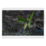 Little Things Card - Wild Oats Card