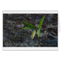 Little Things Card - Wild Oats Card by threesalamanders Little Things Card - Wild Oats Card