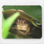 Little Toad Frog Mouse Pad