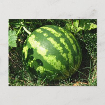 Little Watermelon
