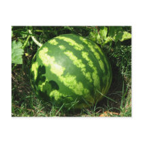 Little Watermelon postcards