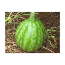 Little Watermelon postcards
