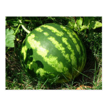Little Watermelon Postcards