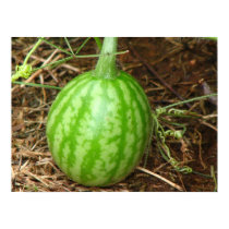 Little Watermelon posters by princessklb07 Little Watermelon posters