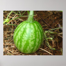 Little Watermelon Poster