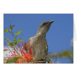 Little Wattlebird Greeting Cards