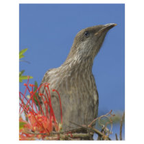 Little Wattlebird Custom Flyer