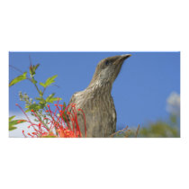 Little Wattlebird Picture Card