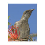 Little Wattlebird postcards