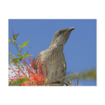 Little Wattlebird Post Card