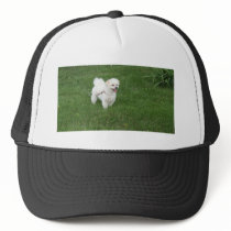 Little White Dog hats