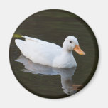 Little White Duck Magnets
