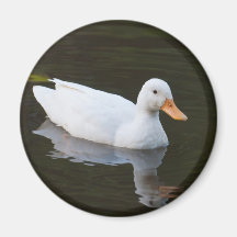 Little White Duck Magnets