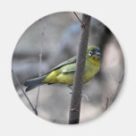 Little white+eye bird on a Twig Magnets
