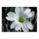 Little White Flower Card