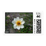 Little White Flower; No Text Postage Stamp