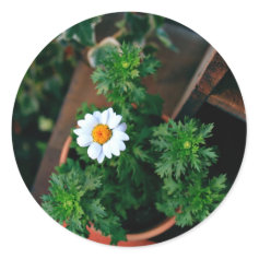 Little white flower sticker