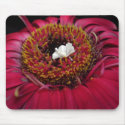 Little White Peacock in a Field of Colour mousepads