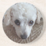 Little White Teacup Poodle Dog Beverage Coasters