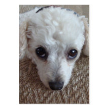 Little White Teacup Poodle Dog Business Card