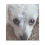 Little White Teacup Poodle Dog Memo Notepads