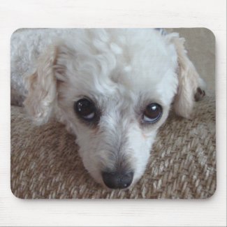 Little white teacup poodle mousepad